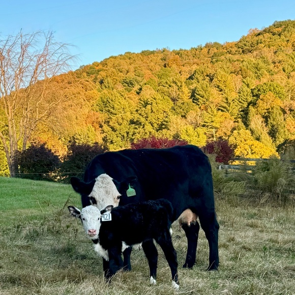 Meet your Posher, Leah - Picture 2 of 4